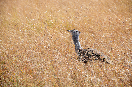 It is the males task to bring up the chick. Image is of a Male Emu with 13 of his ofspring