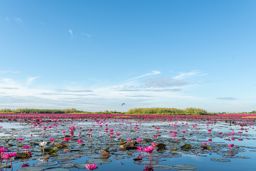 Scenic view of Red Lotus Sea Lake during morning when all the lotus are blooming in Tambon Chiang Wae, Chiang Haeo, Kumphawapi District, Udon Thani
