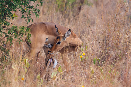 Feeding time - Baby impala gazelle nursing in Tarangire National Park – Tanzania