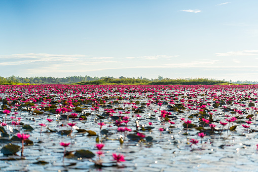 Scenic view of Red Lotus Sea Lake during morning when all the water lilies are blooming in Tambon Chiang Wae, Chiang Haeo, Kumphawapi District, Udon Thani. Focus on far.