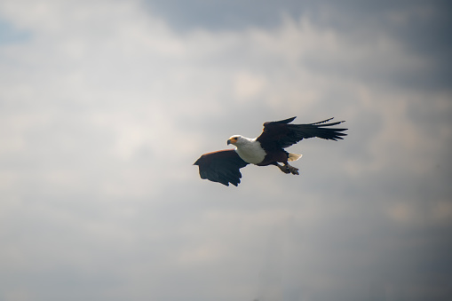 An African Fish Eagle in flight over Lake Naivasha – Kenya