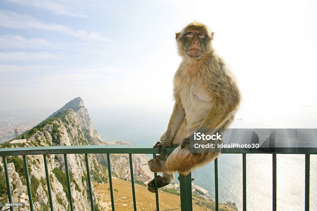 Gibraltar Monkey pozujących przegap - Zbiór zdjęć royalty-free (Biały)