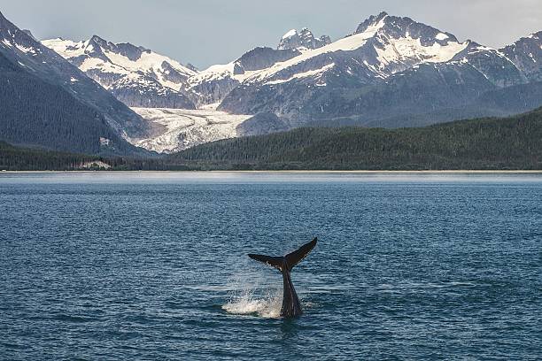istock Baby Humpback Whale and Glacier at the Background 186659522