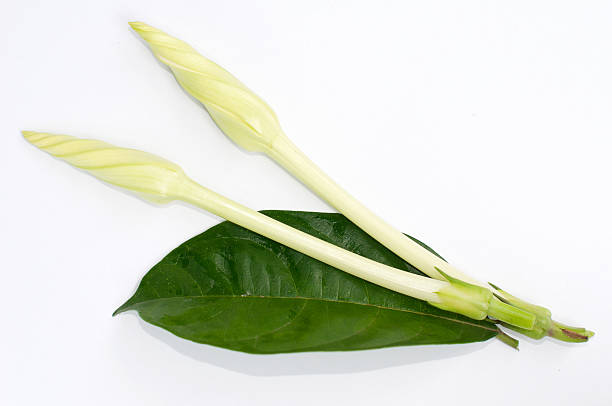 Ipomoea alba L. / Edible flowers. on white background stock photo