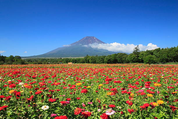 istock Mt.Fuji  and Zinnia 186661720
