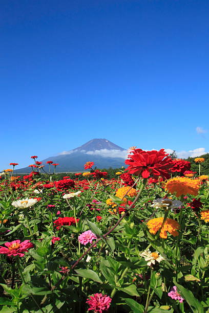 istock Mt.Fuji  and Zinnia 186661721