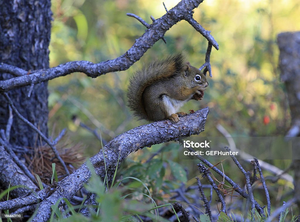 Scoiattolo alimentare - Foto stock royalty-free di Ambientazione esterna