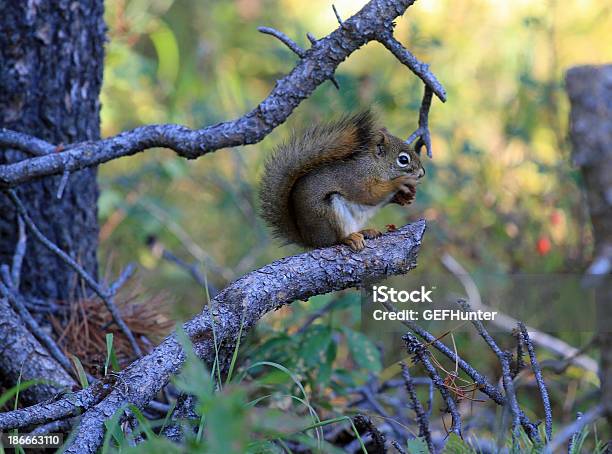 Scoiattolo Alimentare - Fotografie stock e altre immagini di Ambientazione esterna - Ambientazione esterna, Animale selvatico, Autunno