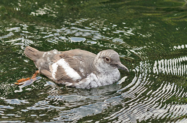 istock Pigeon Guillemot 186663578