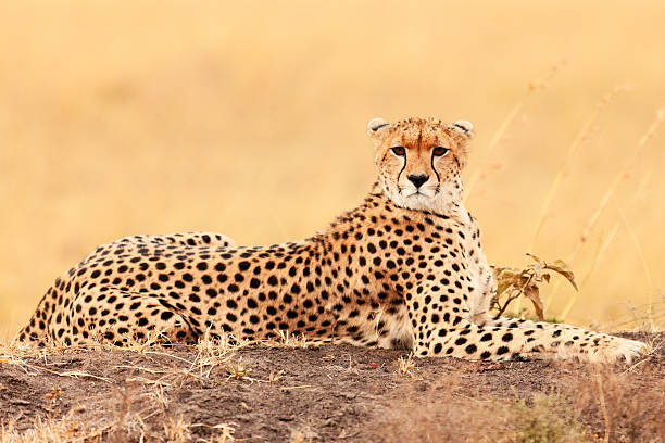 istock Male cheetah in Masai Mara 186663583