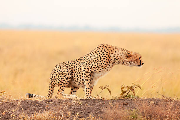 istock Male cheetah in Masai Mara 186663589