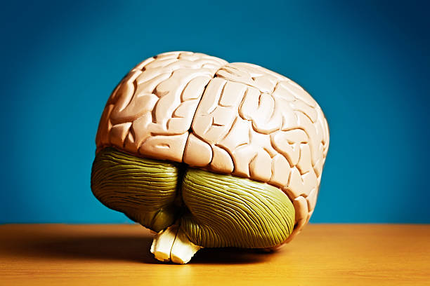 istock Model human brain showing cerebellum, medulla oblongata and stem 186663787