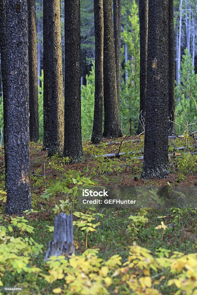 Wald im Provinzpark Cypress Hills - Lizenzfrei Baum Stock-Foto