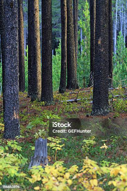 Wald Im Provinzpark Cypress Hills Stockfoto und mehr Bilder von Baum - Baum, Fotografie, Gerade