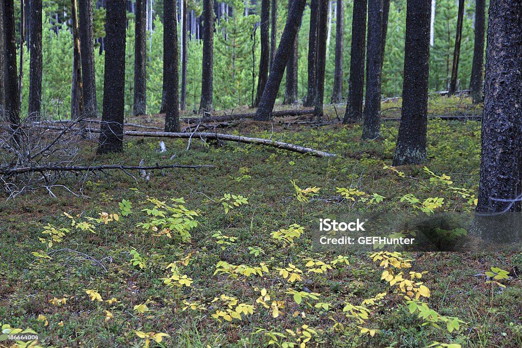 Floresta chão em Colinas de cipreste parque provinciano - Royalty-free Ao Ar Livre Foto de stock