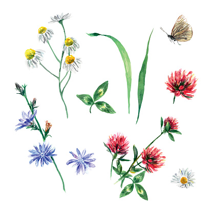 Meadow flowers of clover, chamomile, chicory, butterfly. Vector illustration of a set in watercolor style. Design element for greeting cards, invitations, covers, banners, flyers.