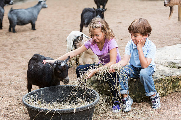 Children at petting zoo Children (7 and 5 years) at petting zoo, feeding goats. Property release on file. petting zoo stock pictures, royalty-free photos & images