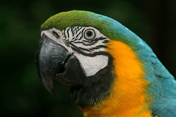 istock Blue-and-yellow macaw, Ara ararauna 186664445