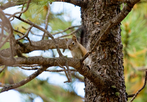 Chickaree (pine tree squirrel) in the Pike National Forest of Colorado