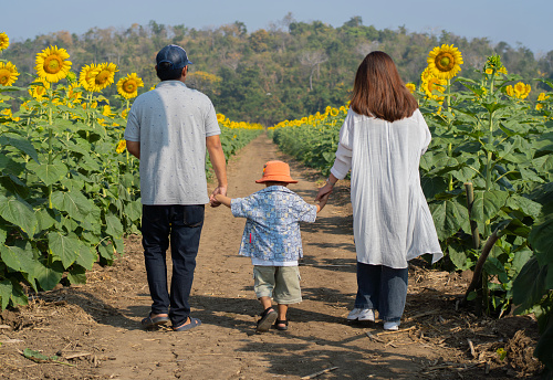 Photo of happy Asian family, parents and son, walking together in sunflower field. Back view.