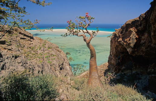 Qulensya is a town on the main island of Socotra, Yemen. It is located in the Qulensya wa Abd al Kuri District