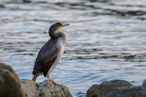 istock An immature common shag sitting on a rock near the sea 1866667708