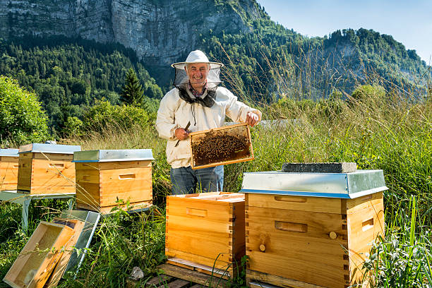 happy beekeeper with honeycomb smiling bee master wearing protective clothing controlling honeycomb beekeeper photos stock pictures, royalty-free photos & images