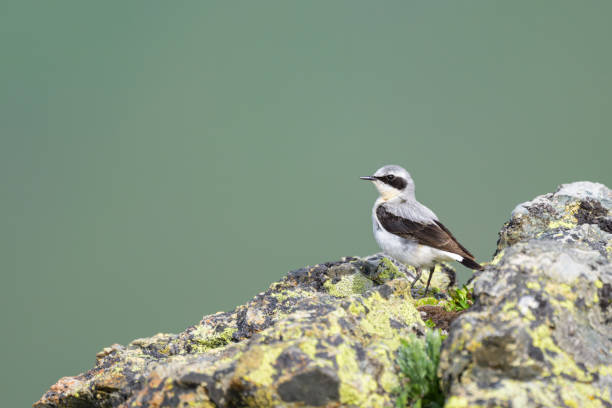 istock A northern wheatear standing on a rock 1866669277