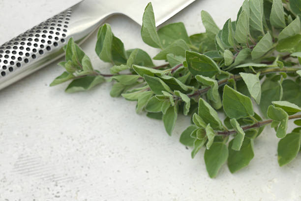 Fresh herbs in pots