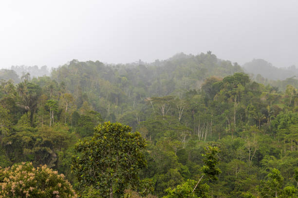 istock Rain in a lush tropical forest, Bali, Indonesia 1866673517