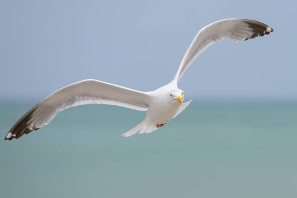 istock A European Herring Gull flying over the beach 1866674023