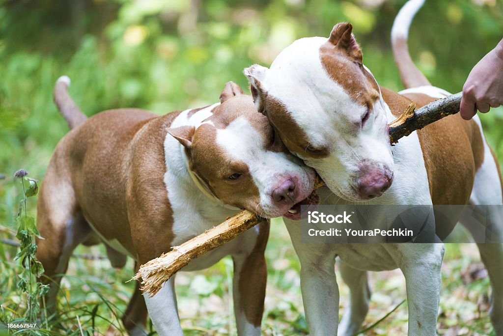 Los perros - Foto de stock de Aire libre libre de derechos