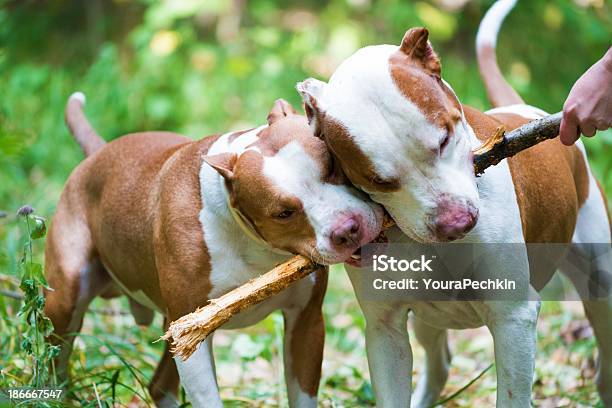 犬 - イヌ科のストックフォトや画像を多数ご用意 - イヌ科, テリア犬, ピットブルテリア