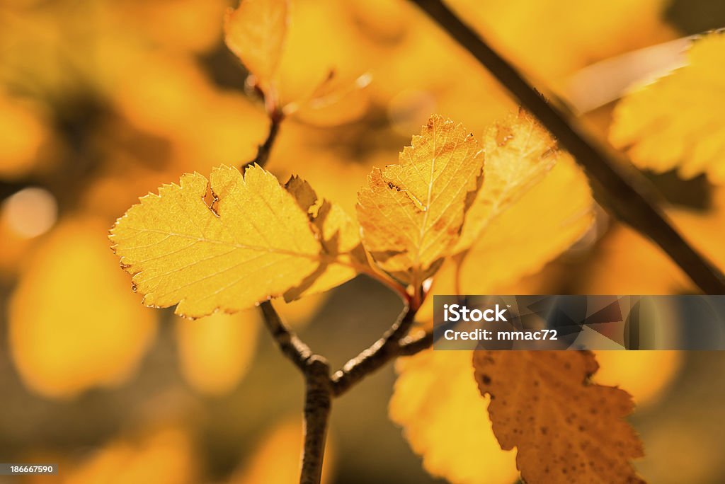 Folhas de Outono - Foto de stock de Amarelo royalty-free