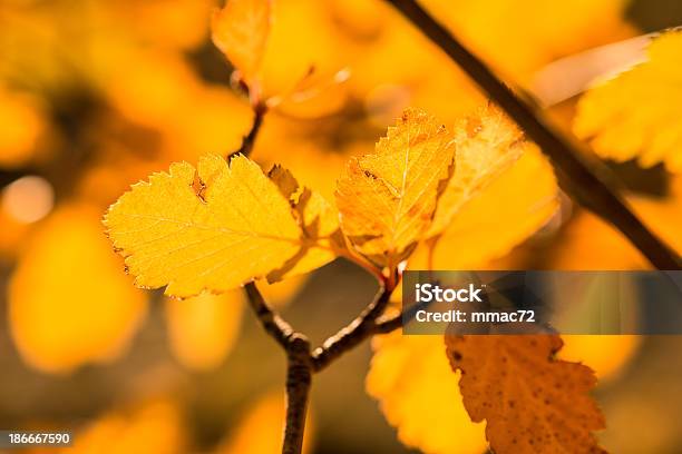 Foto de Folhas De Outono e mais fotos de stock de Amarelo - Amarelo, Bosque - Floresta, Caindo