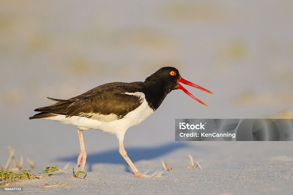 Ostraceiro - Royalty-free América do Norte Foto de stock