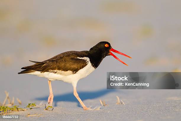 Foto de Ostreiro e mais fotos de stock de América do Norte - América do Norte, Andar, Animal