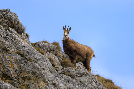 A chamois standing on rocks in the Austrian Alps, sunny day in early springtime