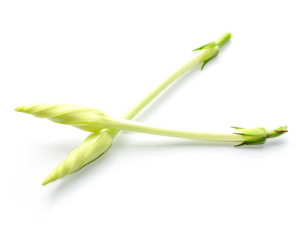 Ipomoea alba L. / Edible flowers. on white background stock photo