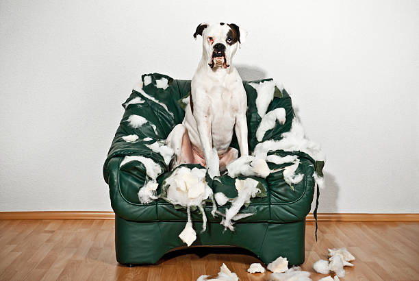istock Boxer dog sitting in a destroyed leather chair 186667800
