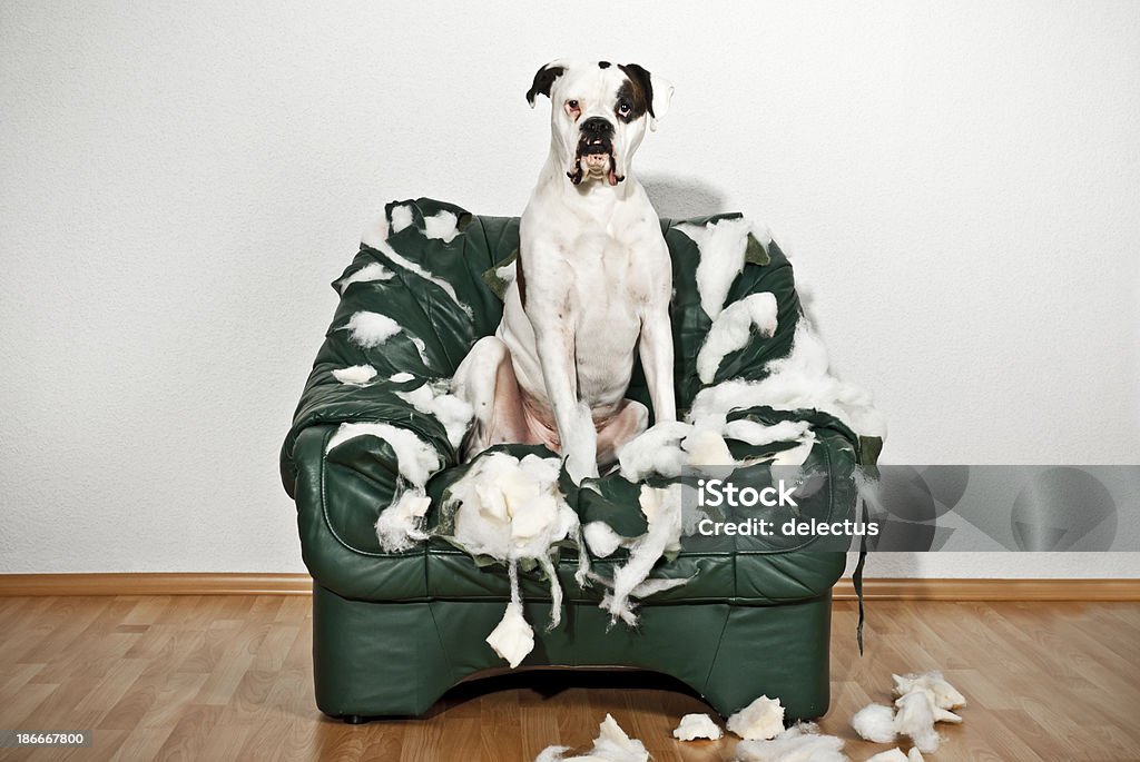 Boxer dog sitting in a destroyed leather chair Destroyed and chewed leather chair. White male boxer dog sitting on the armchair. Demolished Stock Photo