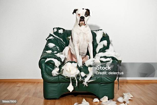 Boxer Dog Sitting In A Destroyed Leather Chair Stock Photo - Download Image Now - Demolished, Dog, Furniture