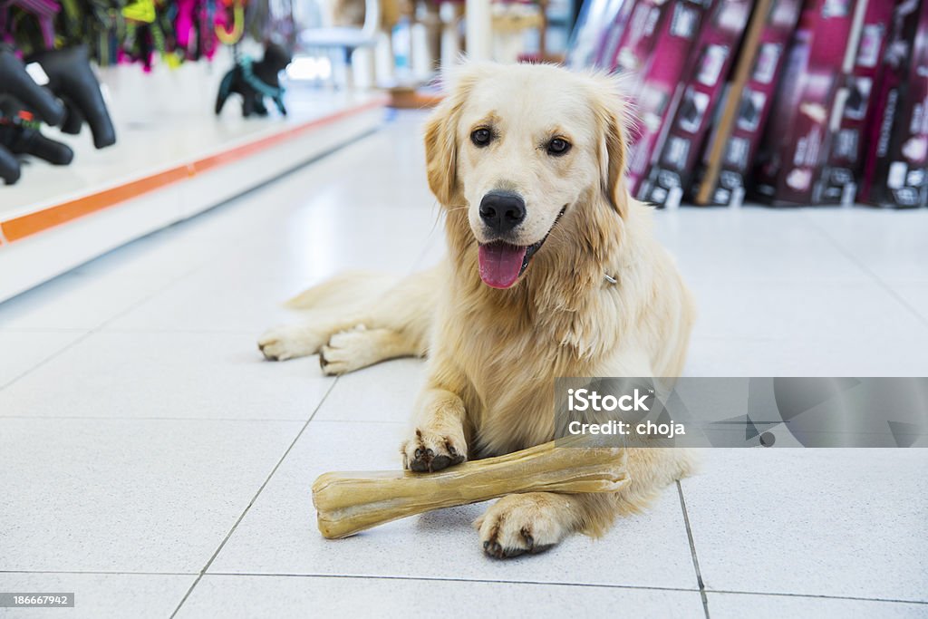 Милый золотой ретривер с большим bone в магазин для животных - Стоковые фото Горизонтальный роялти-фри
