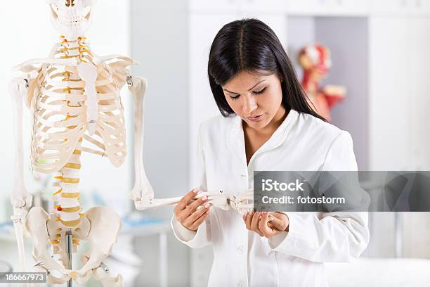 Student Auf Menschliches Skelett Stockfoto und mehr Bilder von Menschliches Skelett - Menschliches Skelett, Akademisches Lernen, Allgemeinarztpraxis