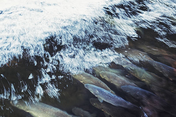 istock Striped Bass in River 186668066