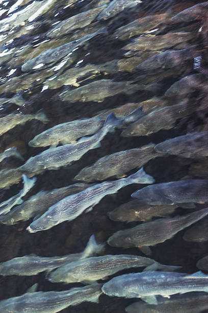 istock School of Striped Bass 186668083