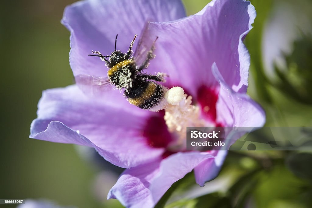 Bumblebee Bumblebee inside a flower blossom - powdered with pollen. Selective focus, minor motion blur Animal Stock Photo