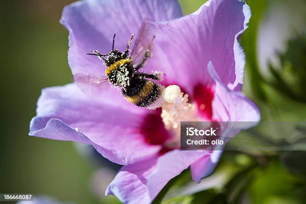 Bumblebee Stock Photo - Download Image Now - Animal, Bee, Blossom