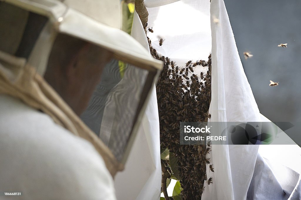 꿀벌 사육사 직장에서 - 로열티 프리 곤충 스톡 사진