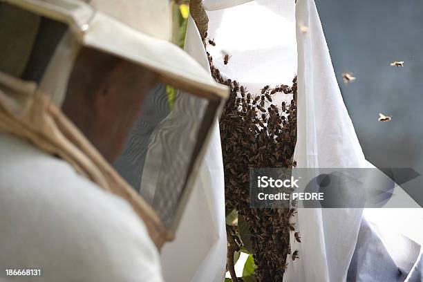 꿀벌 사육사 직장에서 곤충에 대한 스톡 사진 및 기타 이미지 - 곤충, 곤충 떼, 군체